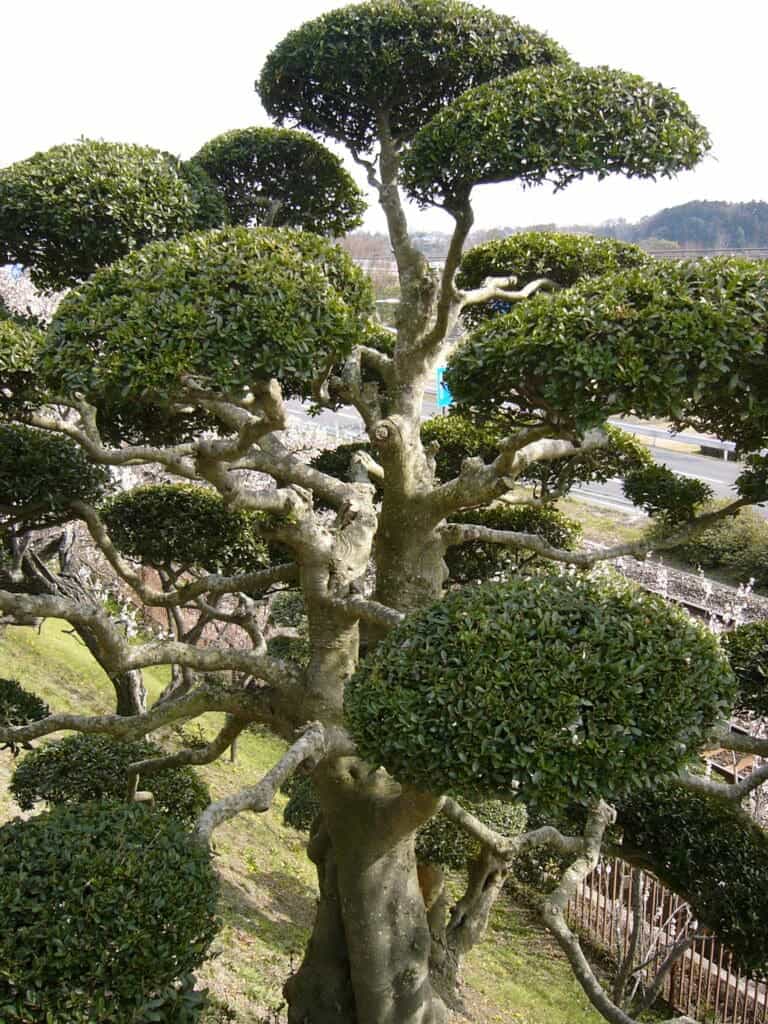 Japanese Gardens The Floral Tapestry - North American Japanese